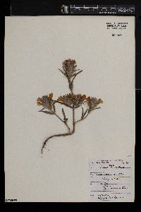 Cleonia lusitanica image