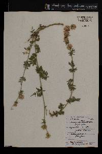Anthyllis vulneraria subsp. polyphylla image