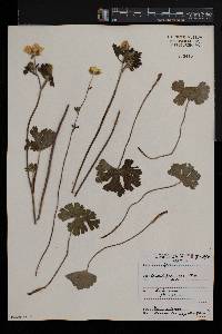 Ranunculus spicatus subsp. rupestris image