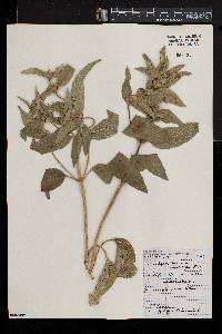 Phlomis herba-venti image