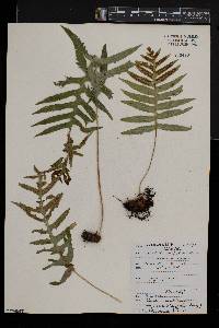 Polypodium cambricum image