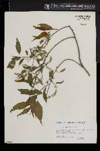 Salix amygdaloides image