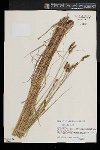 Carex diandra image