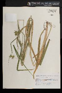 Carex folliculata image