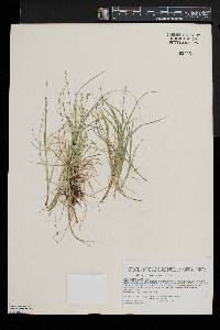 Carex disperma image