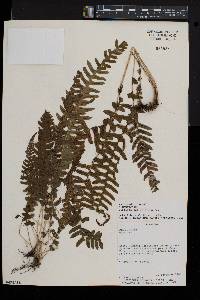 Blechnum asplenioides image