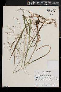 Glyceria canadensis image