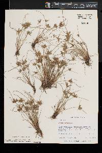 Cyperus flavescens image