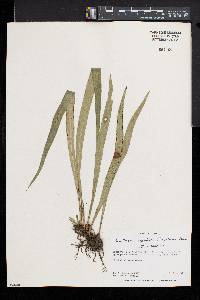 Ananthacorus angustifolius image