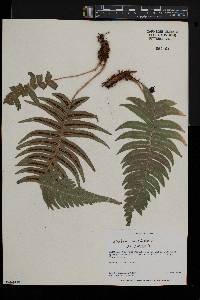 Blechnum occidentale image