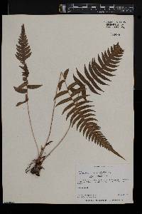 Blechnum occidentale image