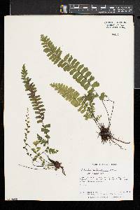 Adiantum melanoleucum image