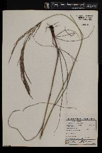 Triraphis andropogonoides image