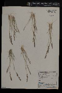 Eragrostis homomalla image