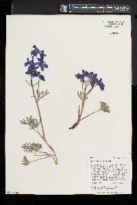 Delphinium bicolor image
