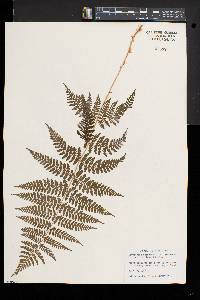 Dryopteris × triploidea image