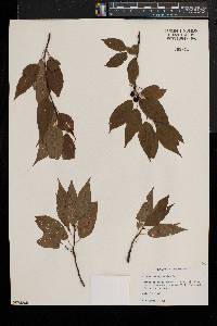 Prunus pensylvanica image