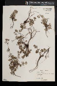 Potentilla argentea image