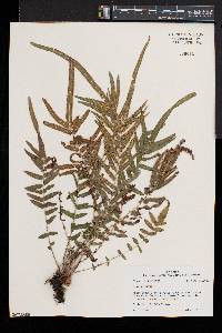 Pteris vittata image