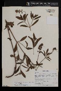 Ocimum obovatum image