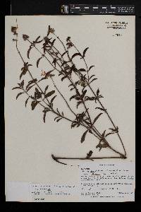 Ocimum obovatum image