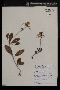 Ocimum obovatum image