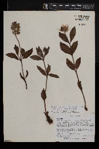 Ocimum obovatum image