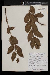 Ocimum dambicola image