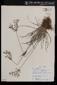 Fimbristylis dichotoma image