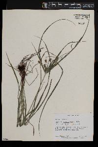 Cyperus cyperoides image