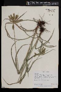 Cyperus cyperoides image