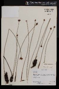 Cyperus margaritaceus image