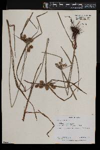 Cyperus cyperoides image