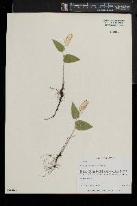 Maianthemum canadense image