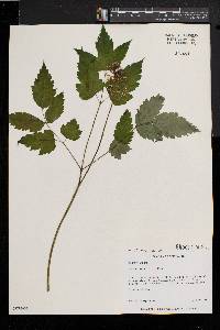 Actaea alba image