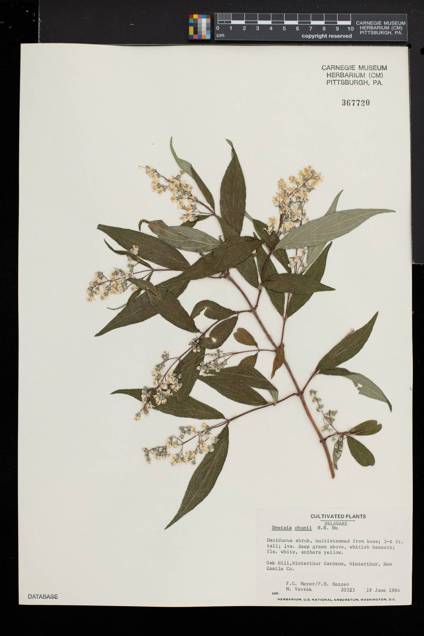 Deutzia ningpoensis image