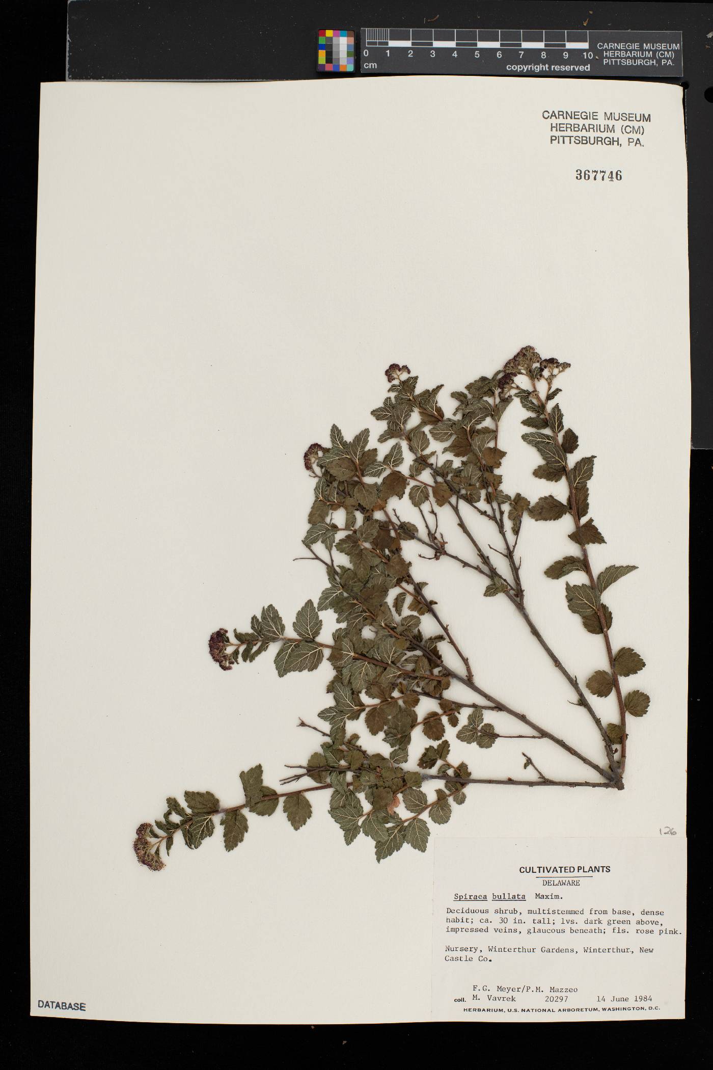 Spiraea bullata image