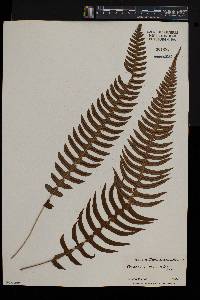 Blechnum serrulatum image