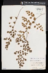 Adiantum raddianum image