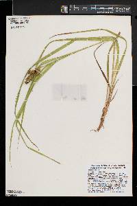 Carex typhina image