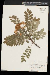 Sorbus americana image