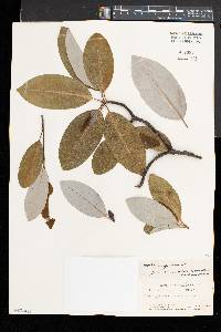 Magnolia virginiana image