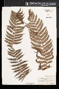 Cyathea microdonta image