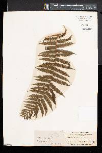 Cyathea microdonta image