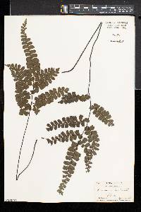 Adiantum melanoleucum image