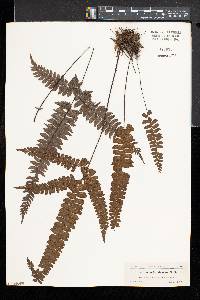 Adiantum melanoleucum image