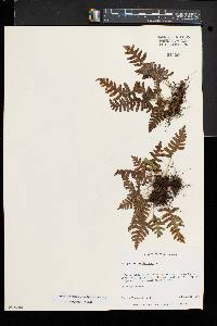 Polypodium appalachianum image