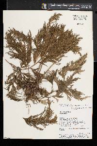 Selaginella anceps image