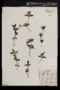 Ruellia cordata image