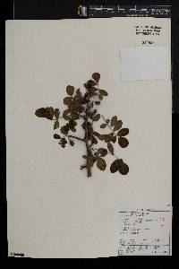 Commiphora mollis image